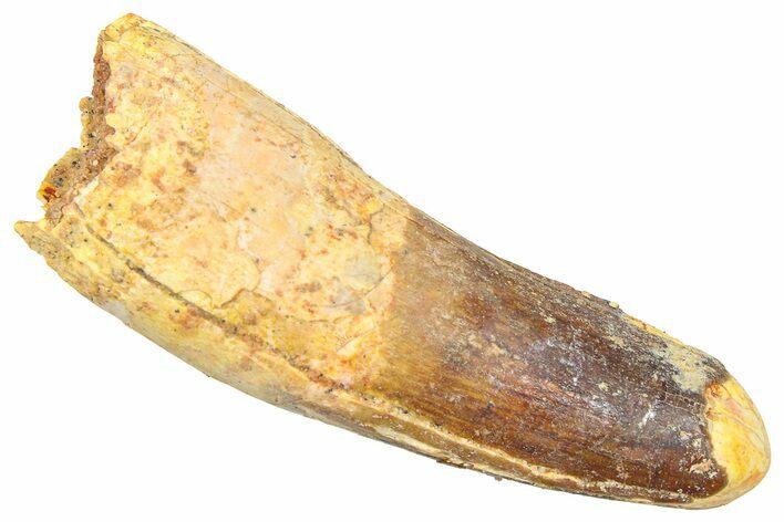 Fossil Spinosaurus Tooth - Feeding Worn Tip #361265